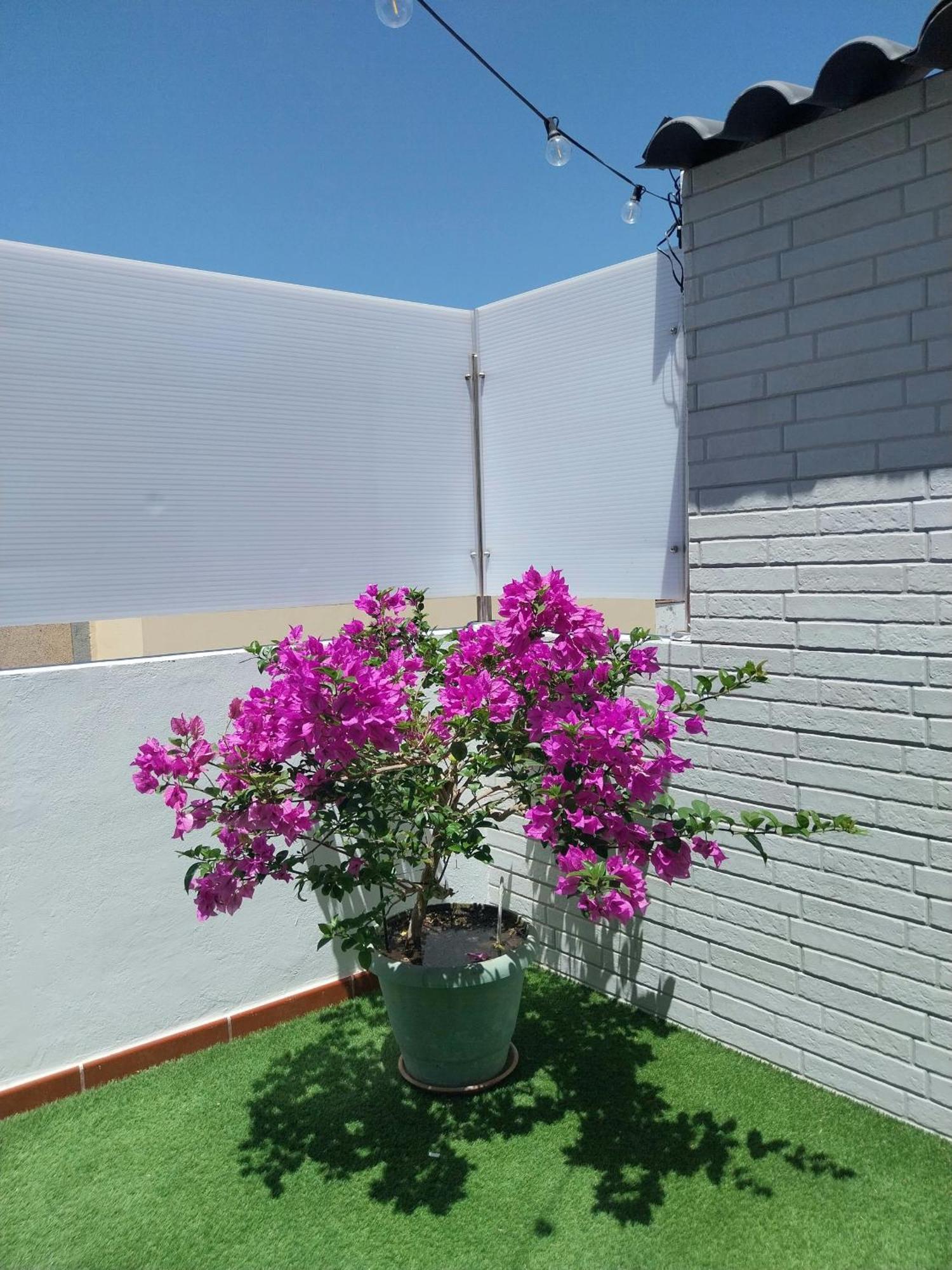 Roque'S House Apartment Telde Exterior photo